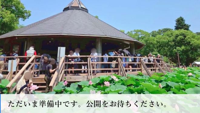 大賀ハスまつり準備中
