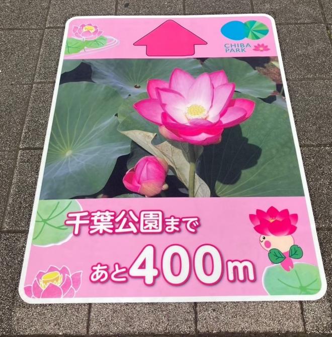 路面シート大賀ハス2026