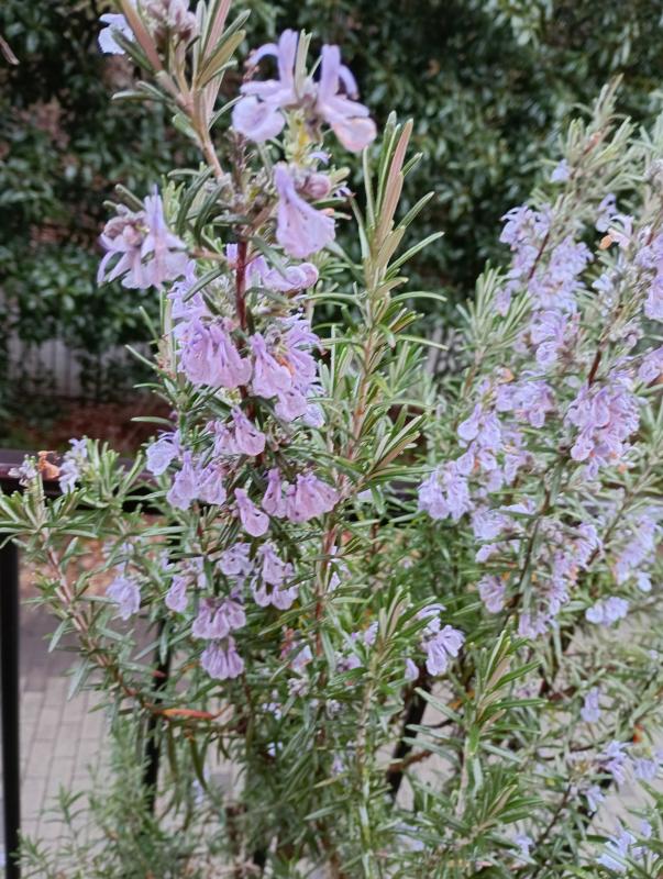 花の写真2(令和8年3月23日)