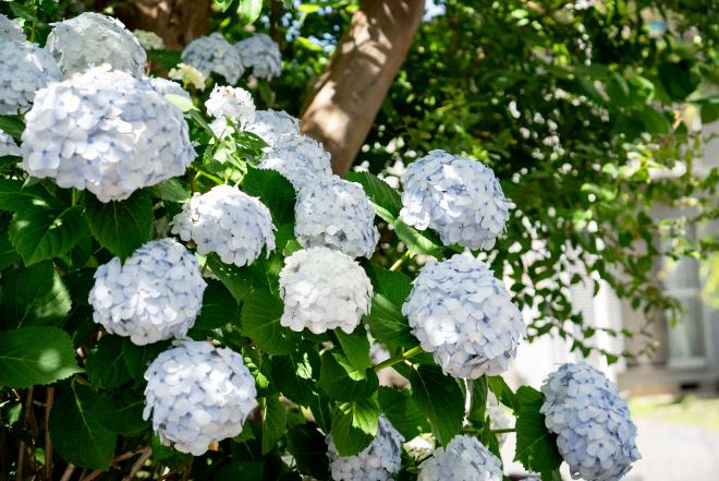 花の写真1(令和8年6月18日)