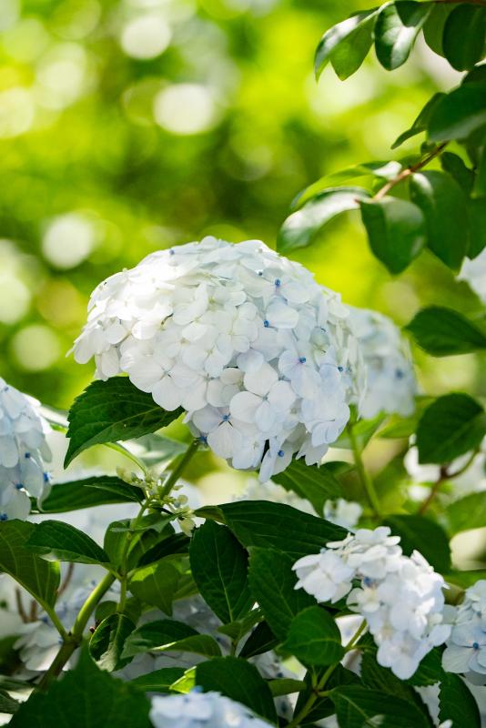 花の写真2(令和8年6月18日)