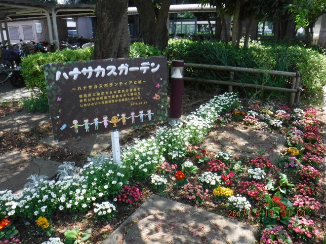 ハナサカス29041902