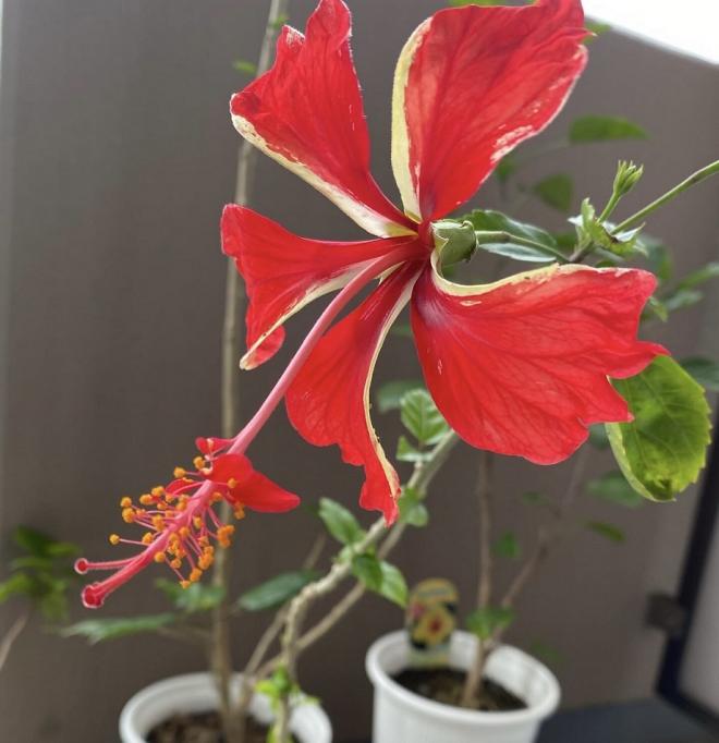 ハイビスカス１