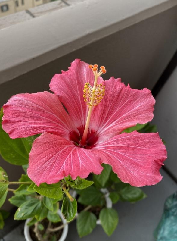 ハイビスカス２