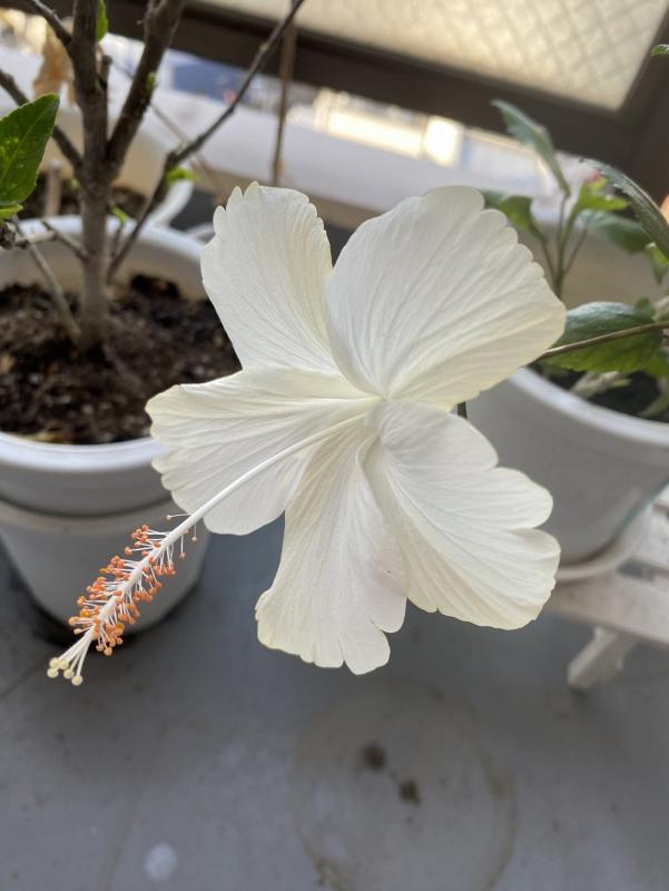 ハイビスカス３