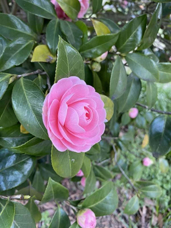 花の写真(令和8年3月16日)