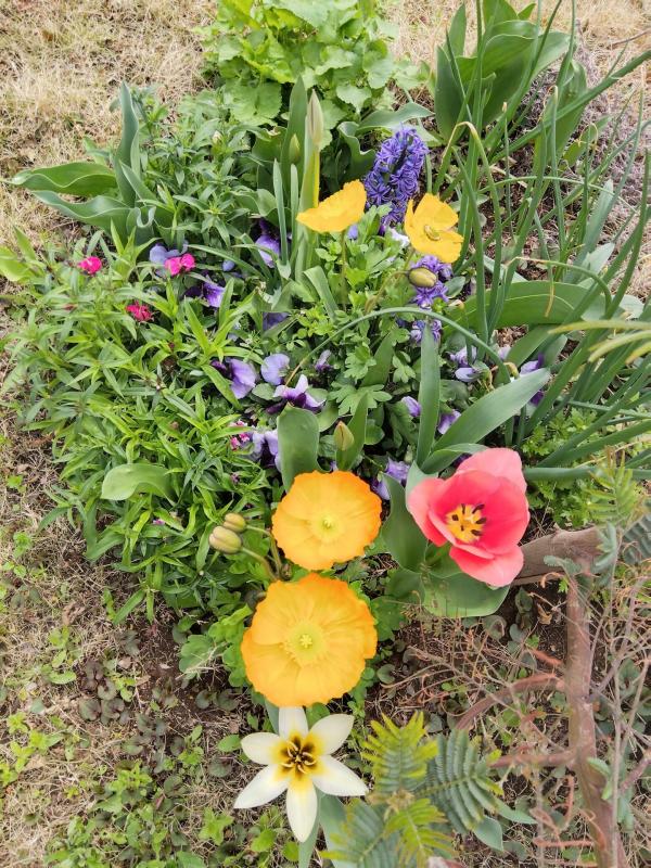 カラフルガーデン