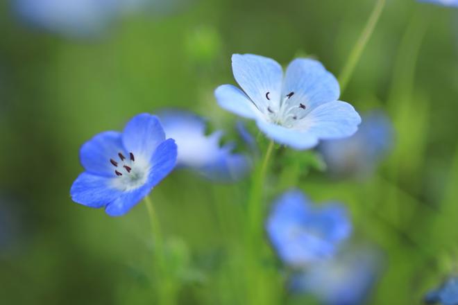 可憐に華々しく