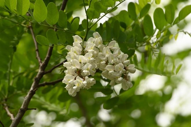 ニセアカシア