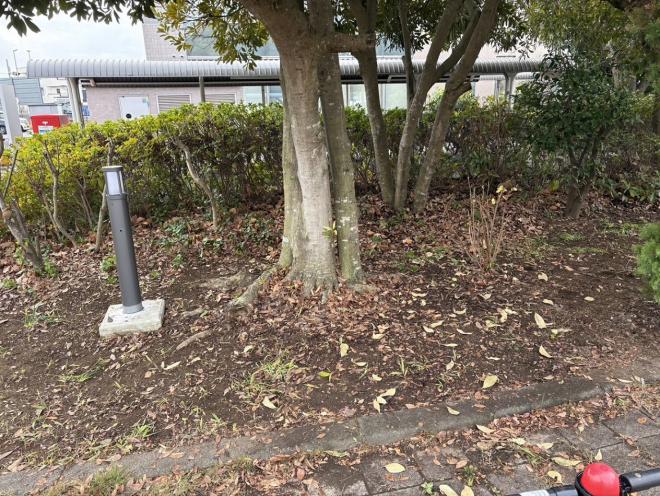 改落ち葉掃除後