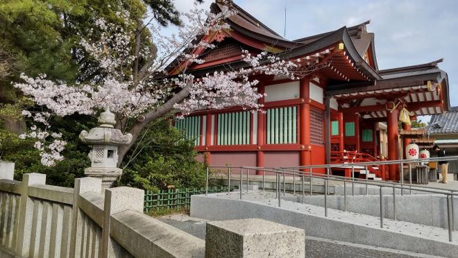 ソメイヨシノ浅間神社