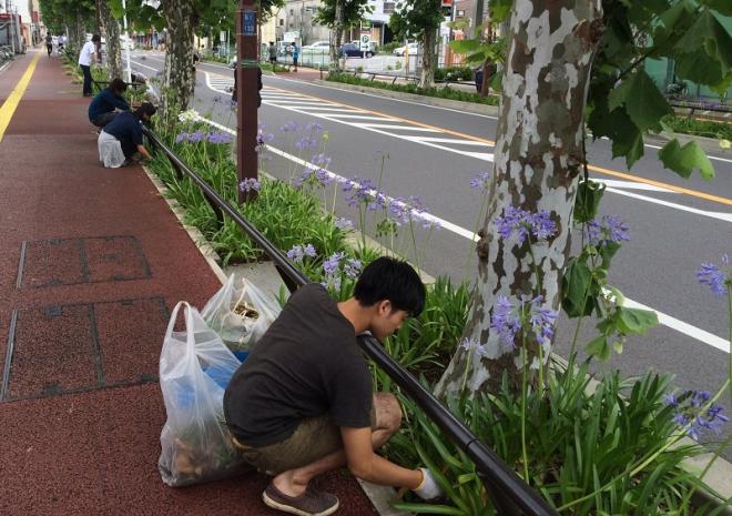 学生団体と地域住民による植栽帯のお手入れの様子