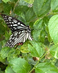 R6.7アカボシゴマダラ