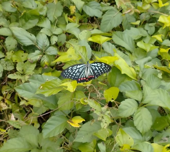 アカボシゴマダラ