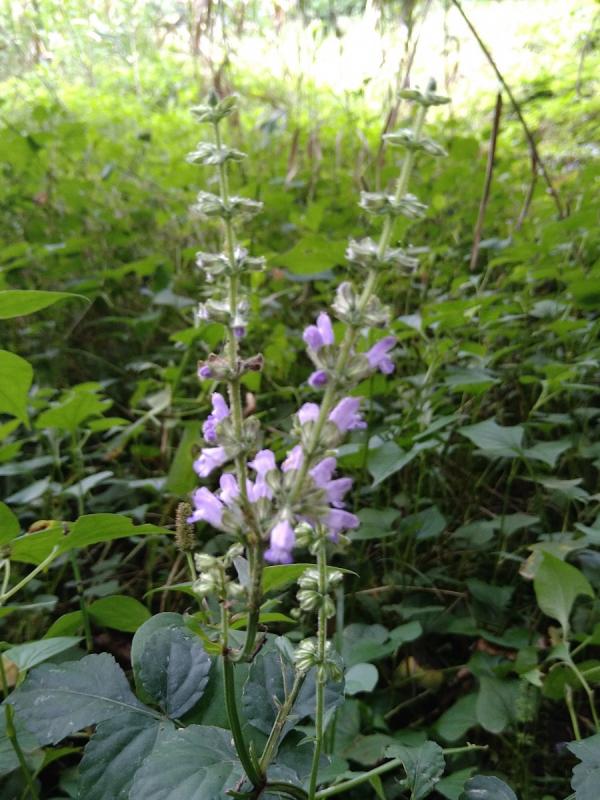 アキノタムラソウ