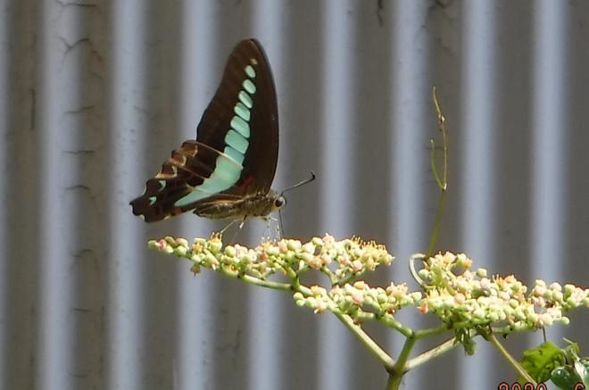 アオスジアゲハ