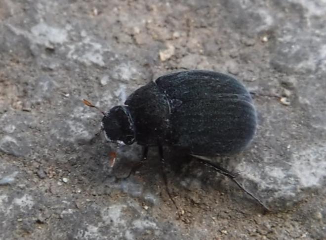 ビロウドコガネ