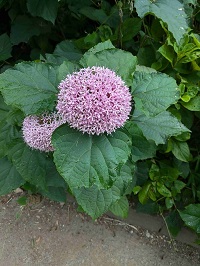 R6.7ボタンクサギ