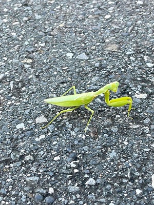 R6.9ハラビロカマキリ