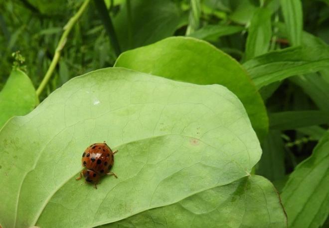 ハラグロオオテントウ