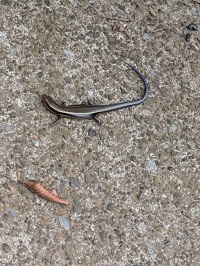 R6.7ヒガシニホントカゲ