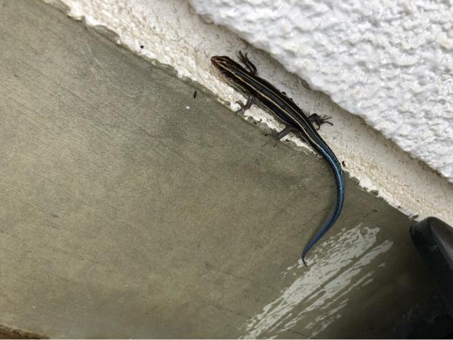 ヒガシニホントカゲ