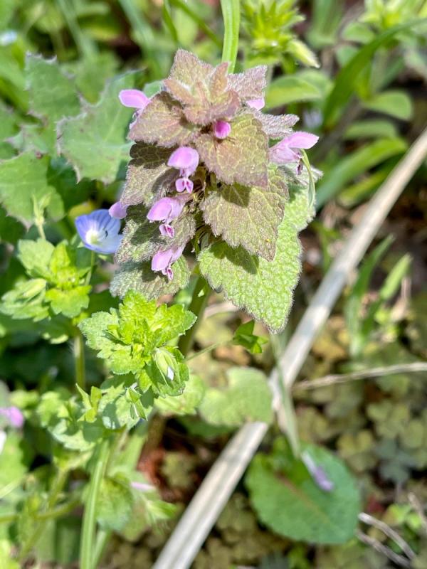 ヒメオドリコソウ