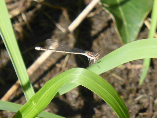 ホソミイトトンボ