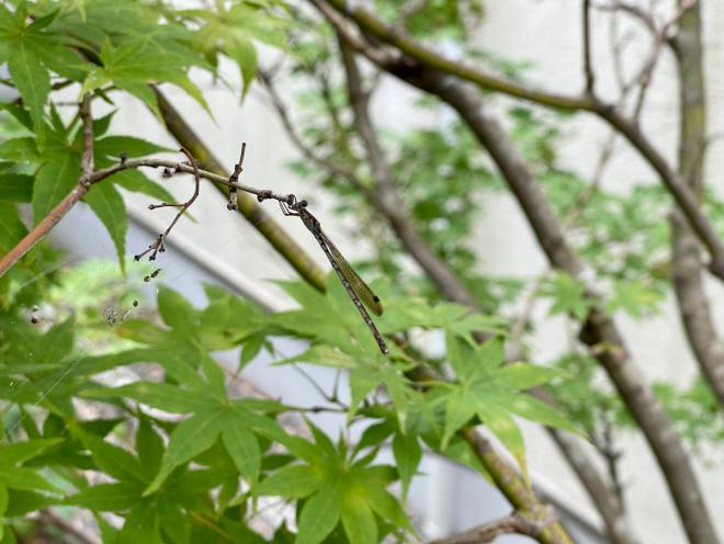 ホソミオツネントンボ