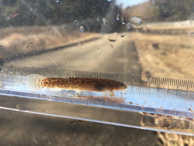 ホトケドジョウ