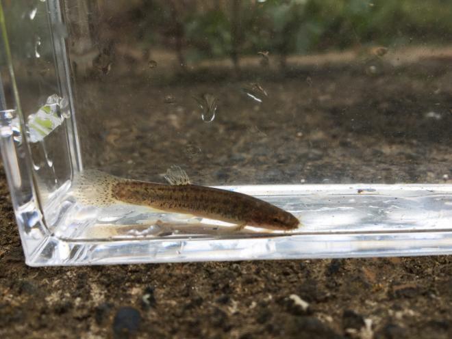 ホトケドジョウ