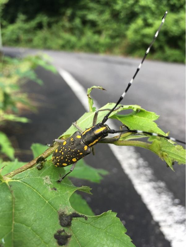 キボシカミキリ