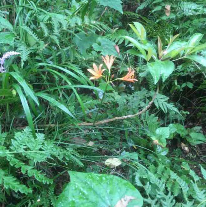 キツネノカミソリ