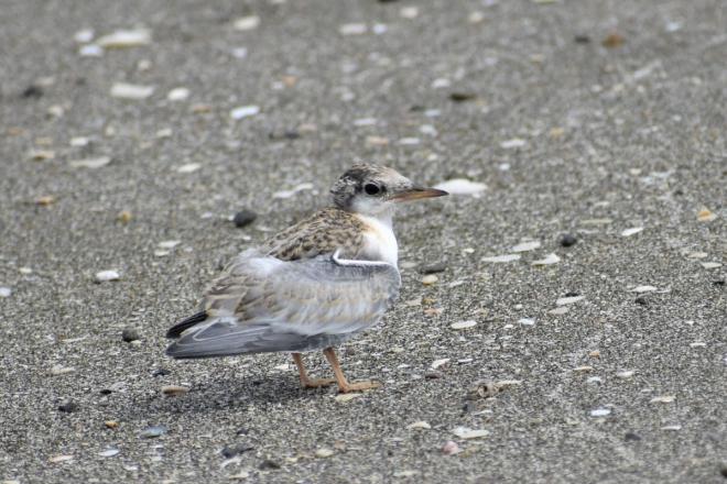 コアジサシ（ひな）