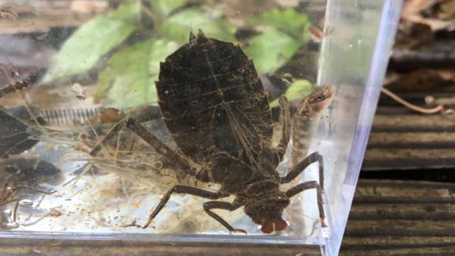 コオニヤンマ（ヤゴ）