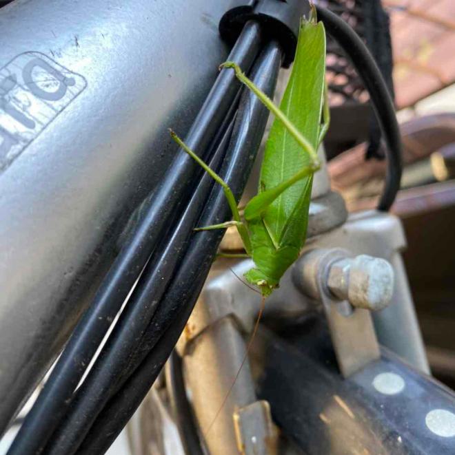 クダマキモドキ