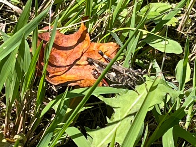 クルマバッタモドキ