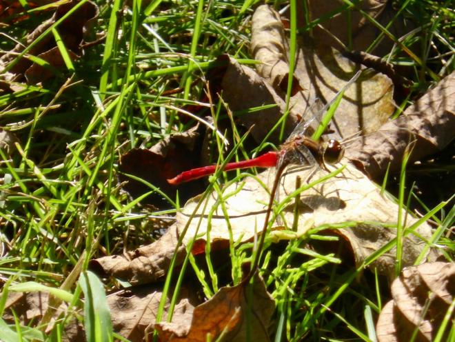 マユタテアカネ