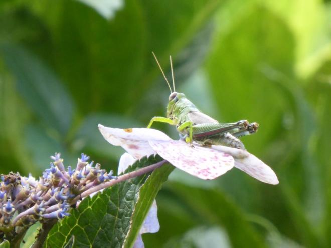 ミカドフキバッタ