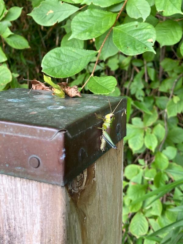 ミヤマフキバッタ