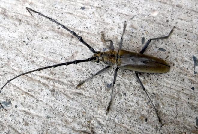 ミヤマカミキリ