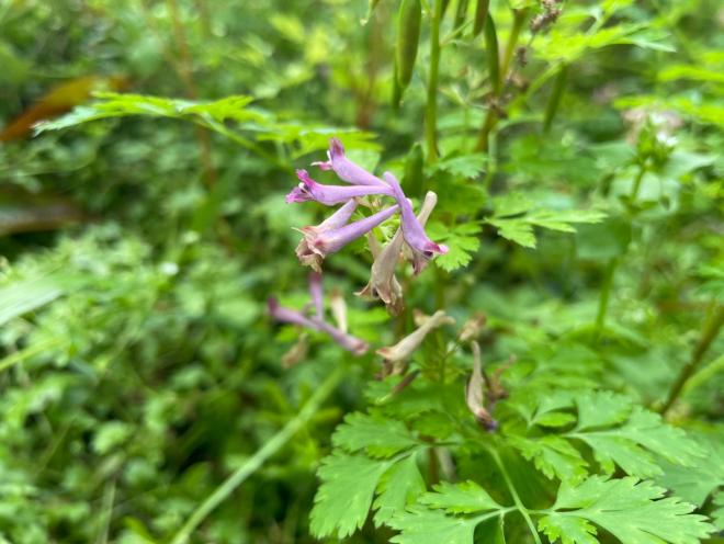 ムラサキケマン