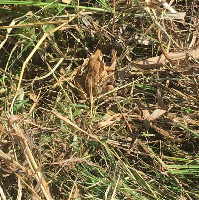 ニホンアカガエル