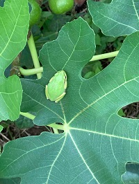 R6.7ニホンアマガエル