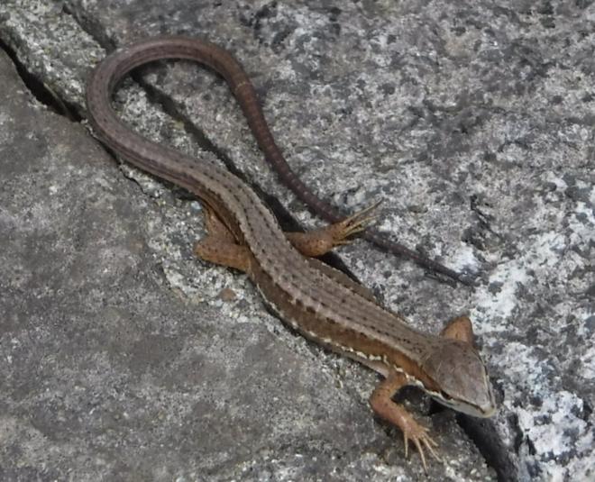 ニホンカナヘビ