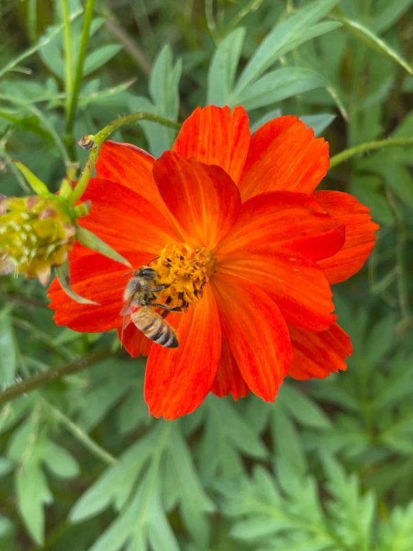 ニホンミツバチ