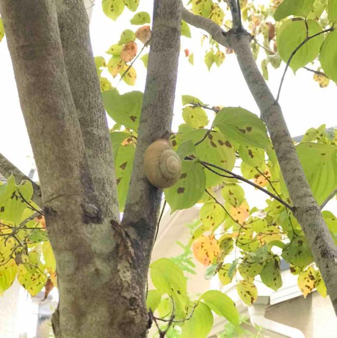 オナジマイマイ