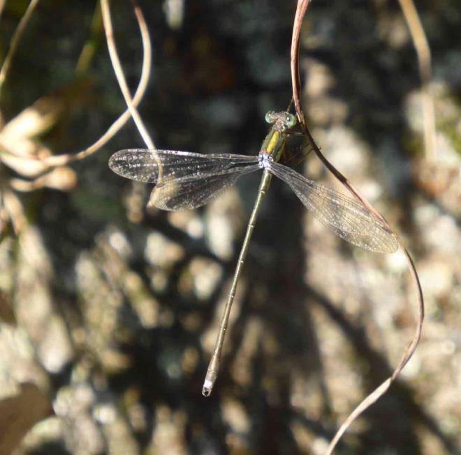 オオアオイトトンボ