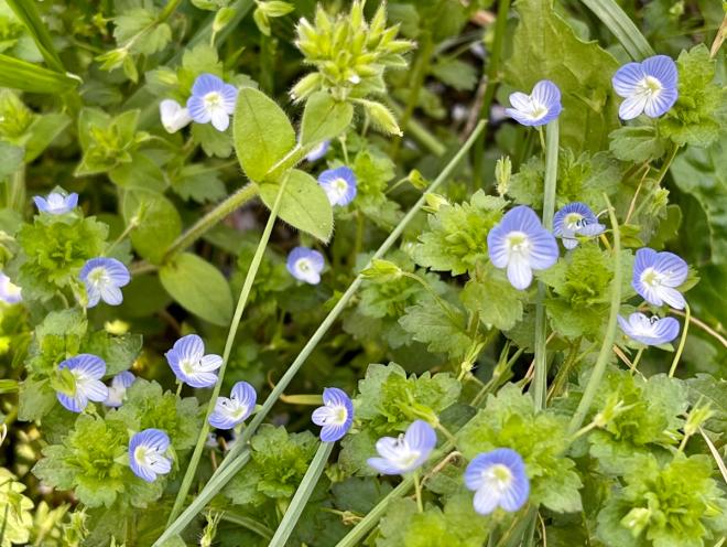 オオイヌノフグリ