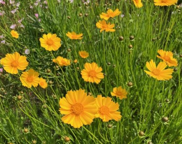 オオキンケイギク